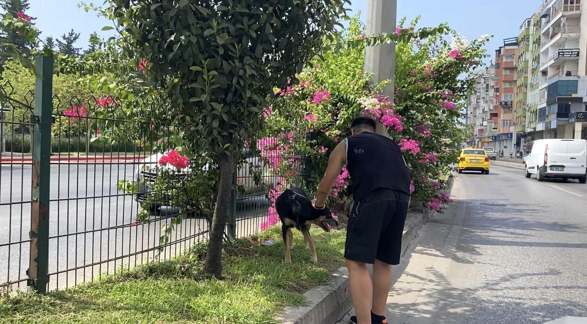 Antalya\'da Trafiği Birbirine Katan Köpek