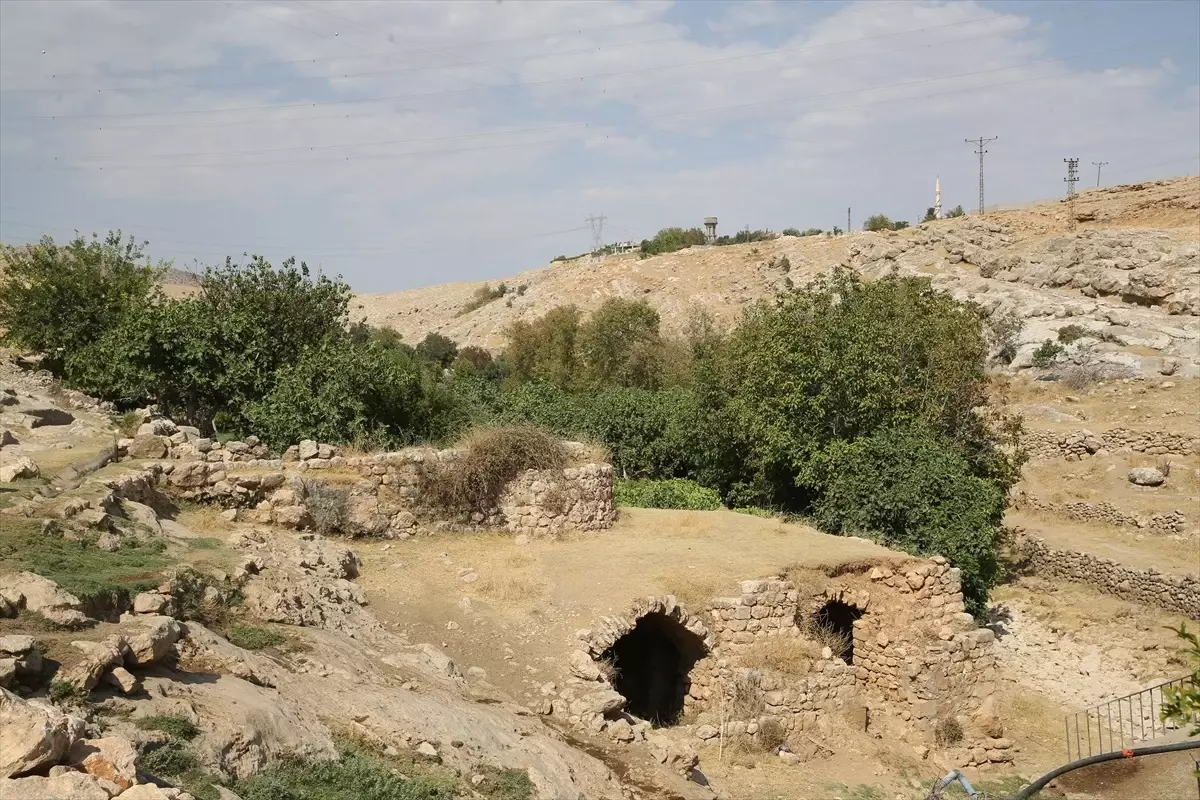 Mardin\'de üreticiler Gurs Vadisi\'nde incir hasadına başladı