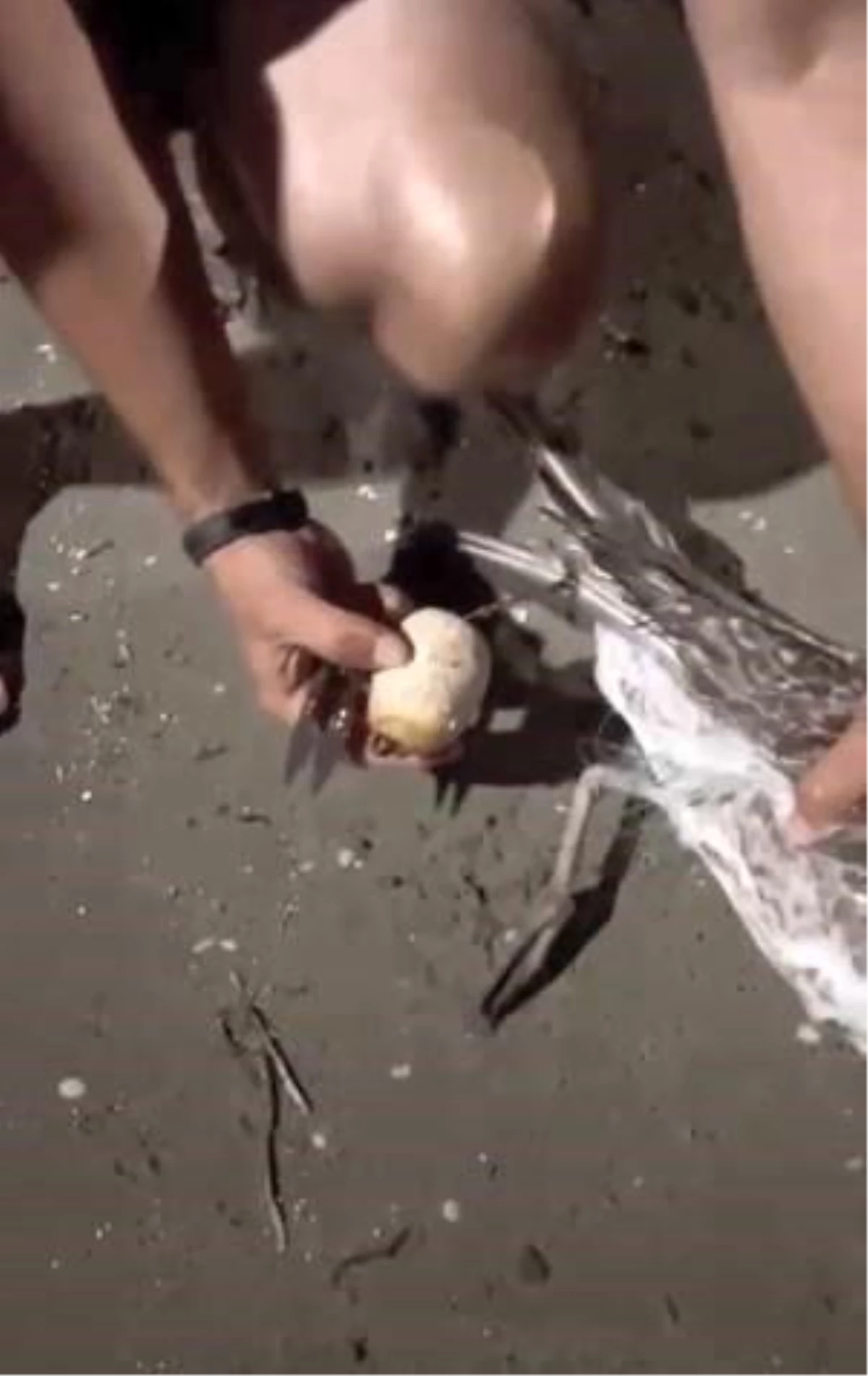 Tekirdağ\'da Plajda Mahsur Kalan Martı Kurtarıldı