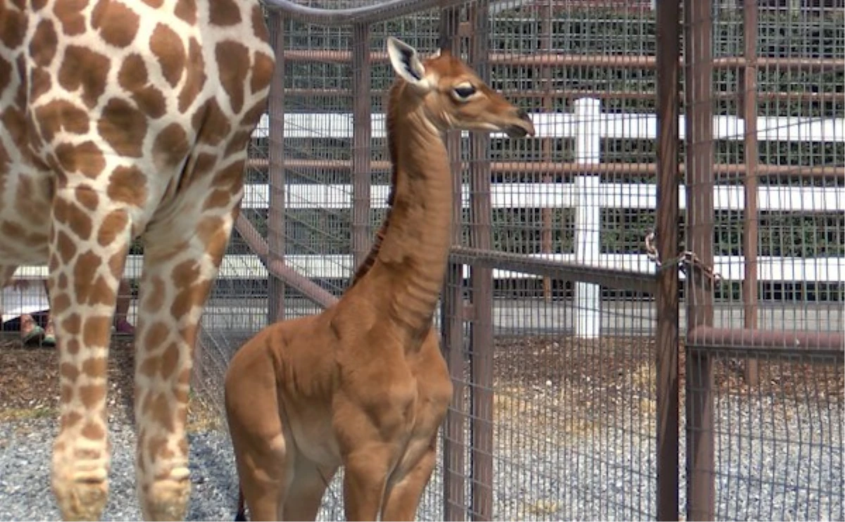 Amerika\'daki bir hayvanat bahçesinde beneksiz bir zürafa yavrusu doğdu