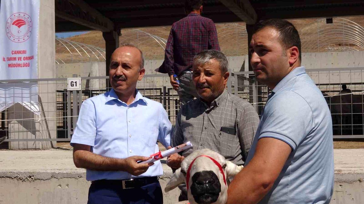 Çankırı\'da 110 Üreticiye Yüzde 50 Hibeli 110 Adet Koç Dağıtıldı