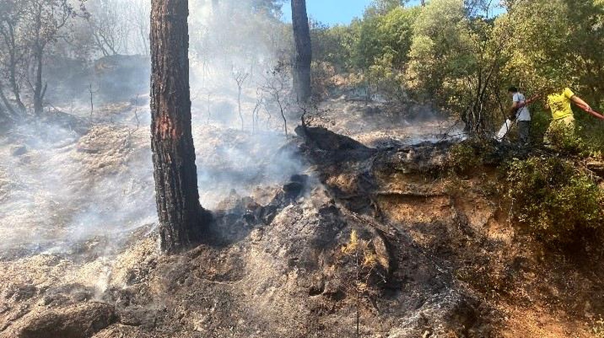 Aydın Çine\'de Orman Yangını: Havadan ve Karadan Müdahale Ediliyor