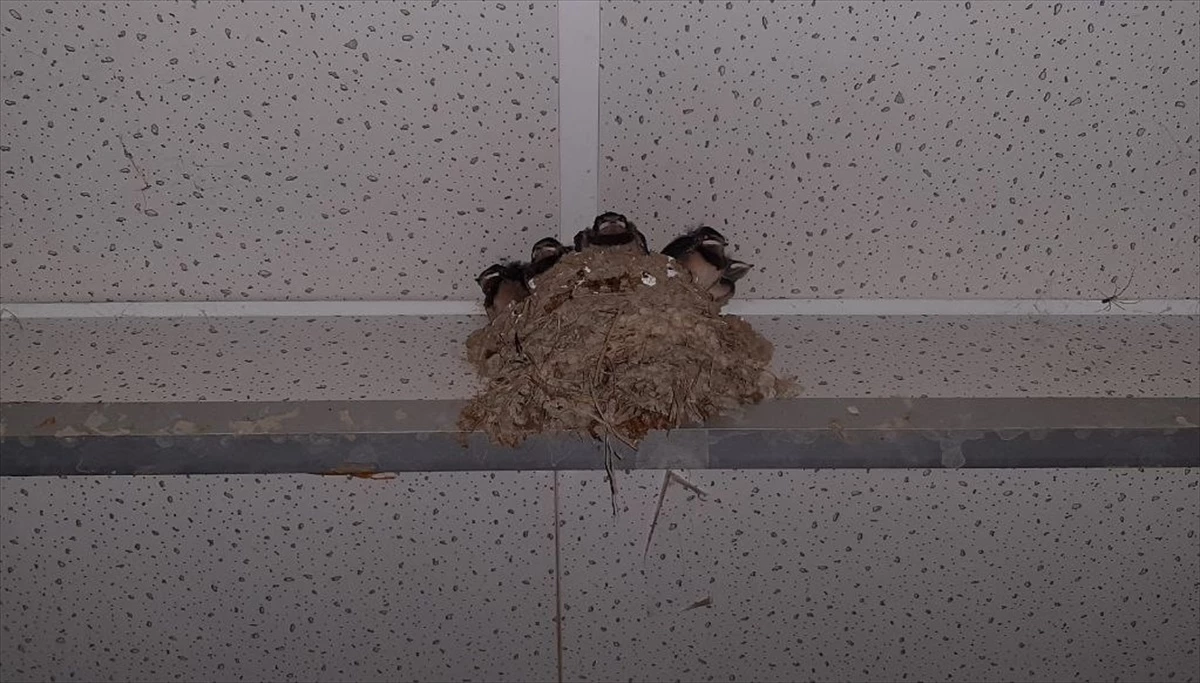 Çorum\'da caminin tuvaletine yuva yapan kuşlar için cemaate uyarı