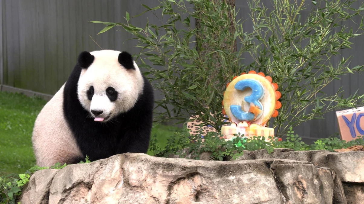 Washington D.C.\'deki Panda Yavrusu Xiao Qi Ji\'nin 3. Yaş Günü Kutlandı