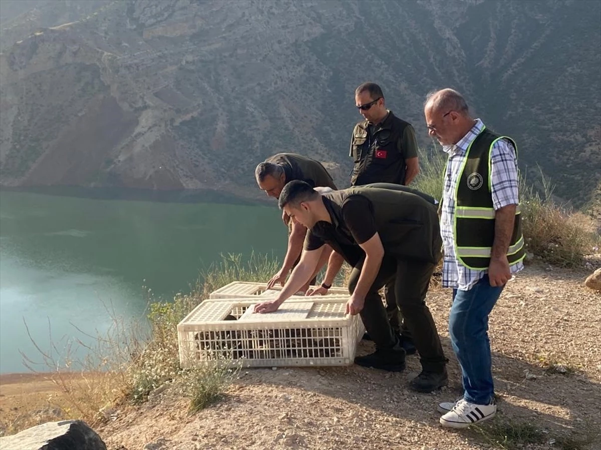 Malatya\'da yetiştirilen 600 kınalı keklik, Siirt\'te doğaya bırakıldı