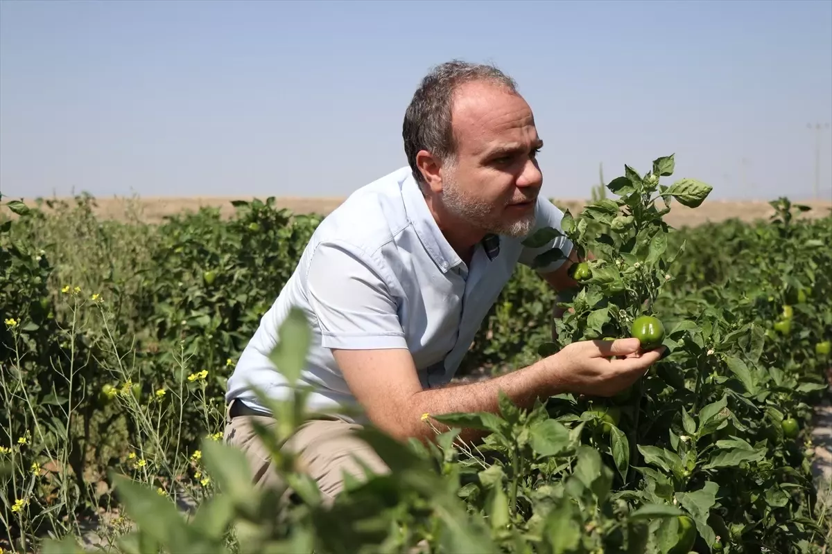 Niğde Ömer Halisdemir Üniversitesi Tarımsal Araştırmalar Merkezi, Atıl Araziyi Üretime Kazandırdı