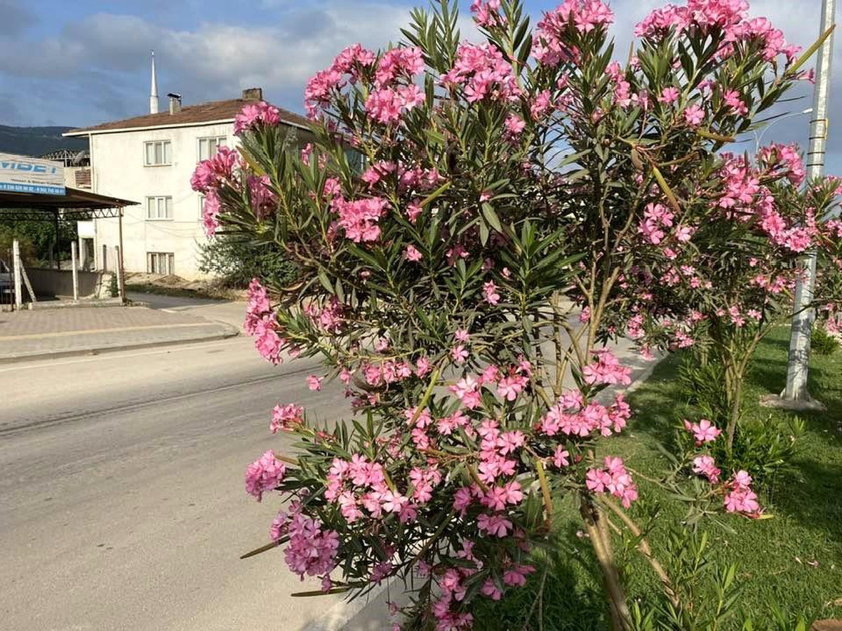 Osmaneli Belediyesi 4,5 kilometrelik orta refüjü renklendirdi