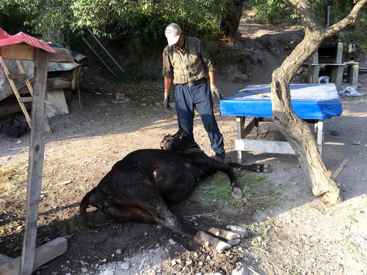 Kuru Ekmek Yiyen İnekler Çatlayarak Telef Oldu