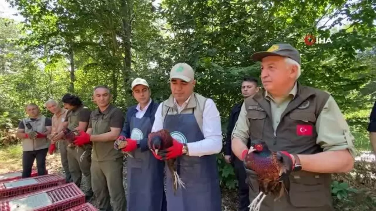 Popülasyonu azalıyordu, 500 sülün doğa ile buluştu