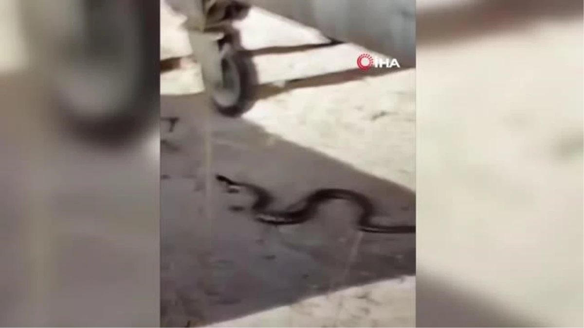 Ankara\'da sokakta görülen yılan korkuttu