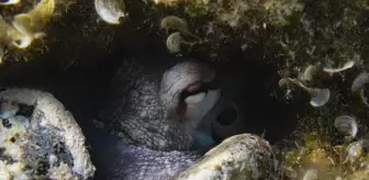 İzmir'deki Batıklar ve Deniz Çayırları Su Altı Dünyasının Güzelliklerini Sunuyor