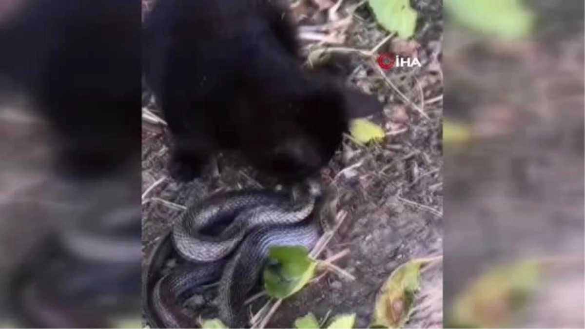 Yavru kedi, 2 metrelik yılanı yakalayıp böyle yemeye çalıştı