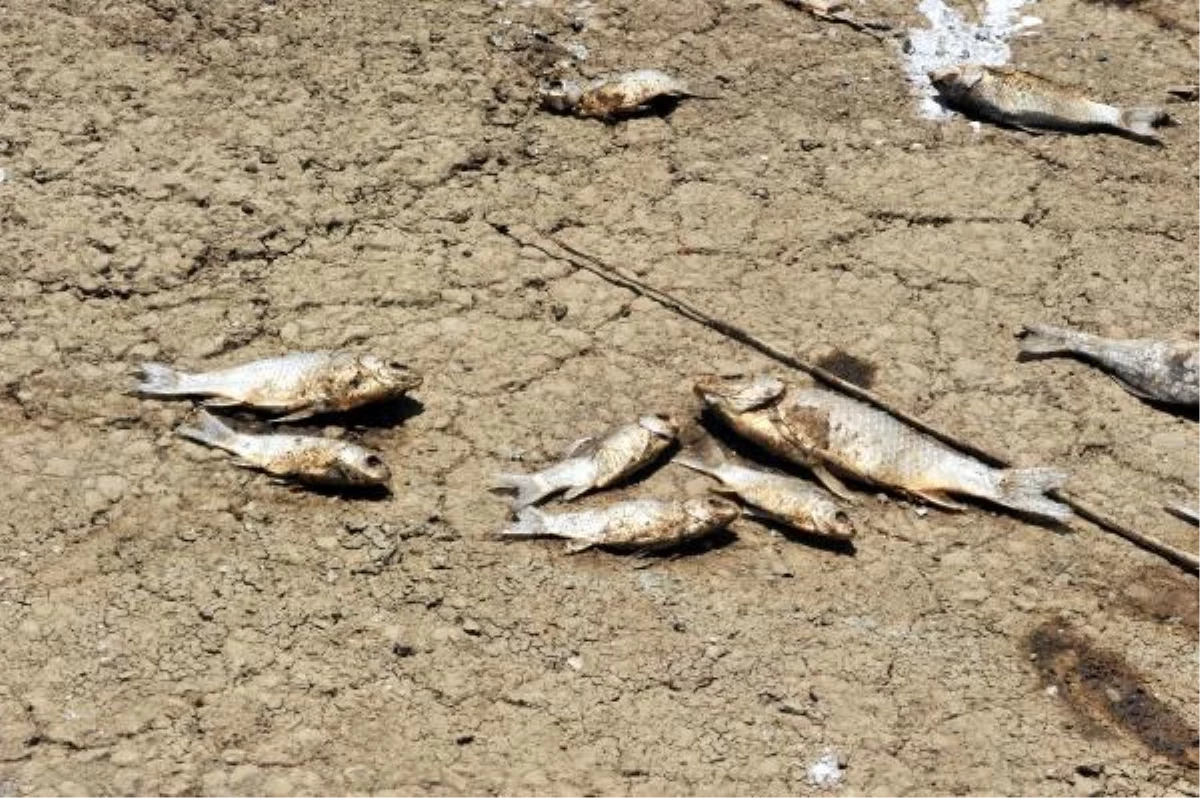 Boğazköy Barajı\'nda Balık Ölümleri Endüstriyel Atıklar ve Oksijen Yetersizliğinden Kaynaklanıyor
