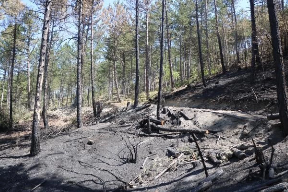Bolu\'da Bu Yıl 20 Orman Yangını: 150 Hektarlık Alan Zarar Gördü