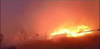 Bilecik'teki Orman Yangını Kontrol Altına Alındı