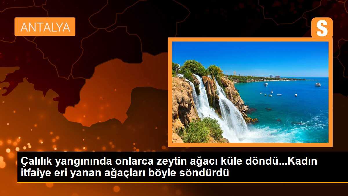 Çalılık yangınında onlarca zeytin ağacı küle döndü...Kadın itfaiye eri yanan ağaçları böyle söndürdü
