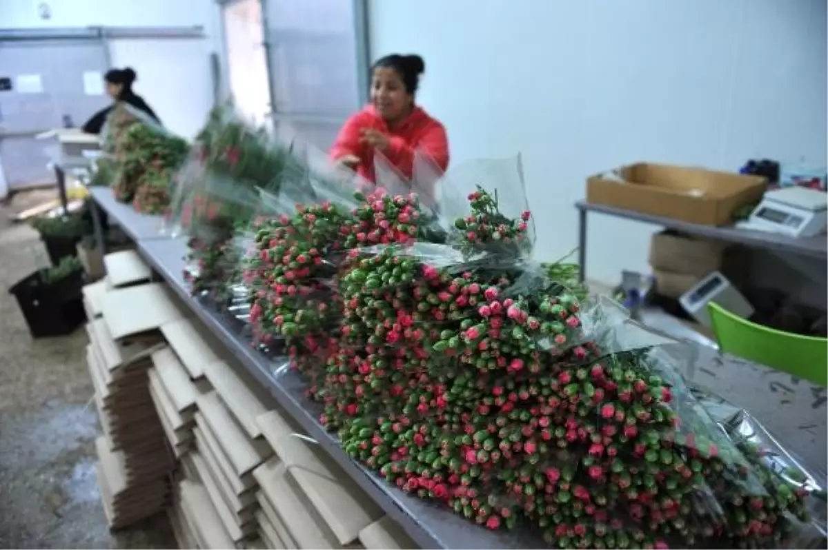 Antalya\'da Üretilen Karanfil Avrupa Pazarının Yüzde 80\'ini Karşılıyor