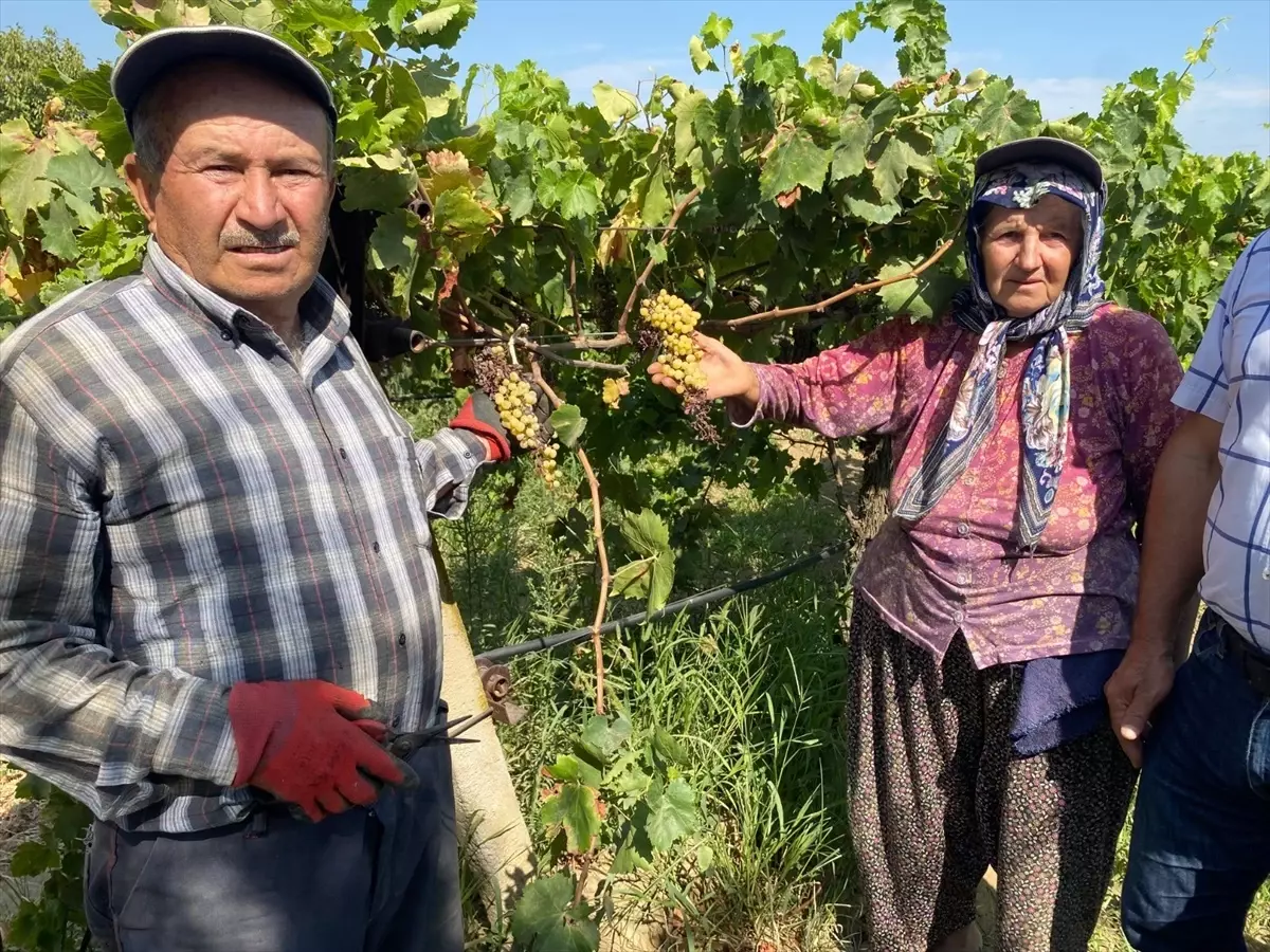 Düzensiz yağışlar mildiyö hastalığına yol açtı