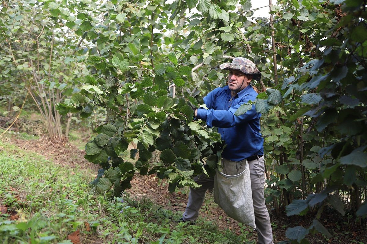 Ordu Büyükşehir Belediyesi, Fındık Hasat Sezonunda İşçi Bulma Projesiyle Üreticilere Destek Oluyor
