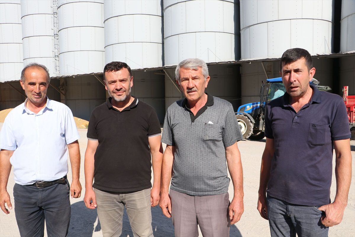 Havza\'da hububat hasadı tamamlandı, TMO buğday alımına devam ediyor