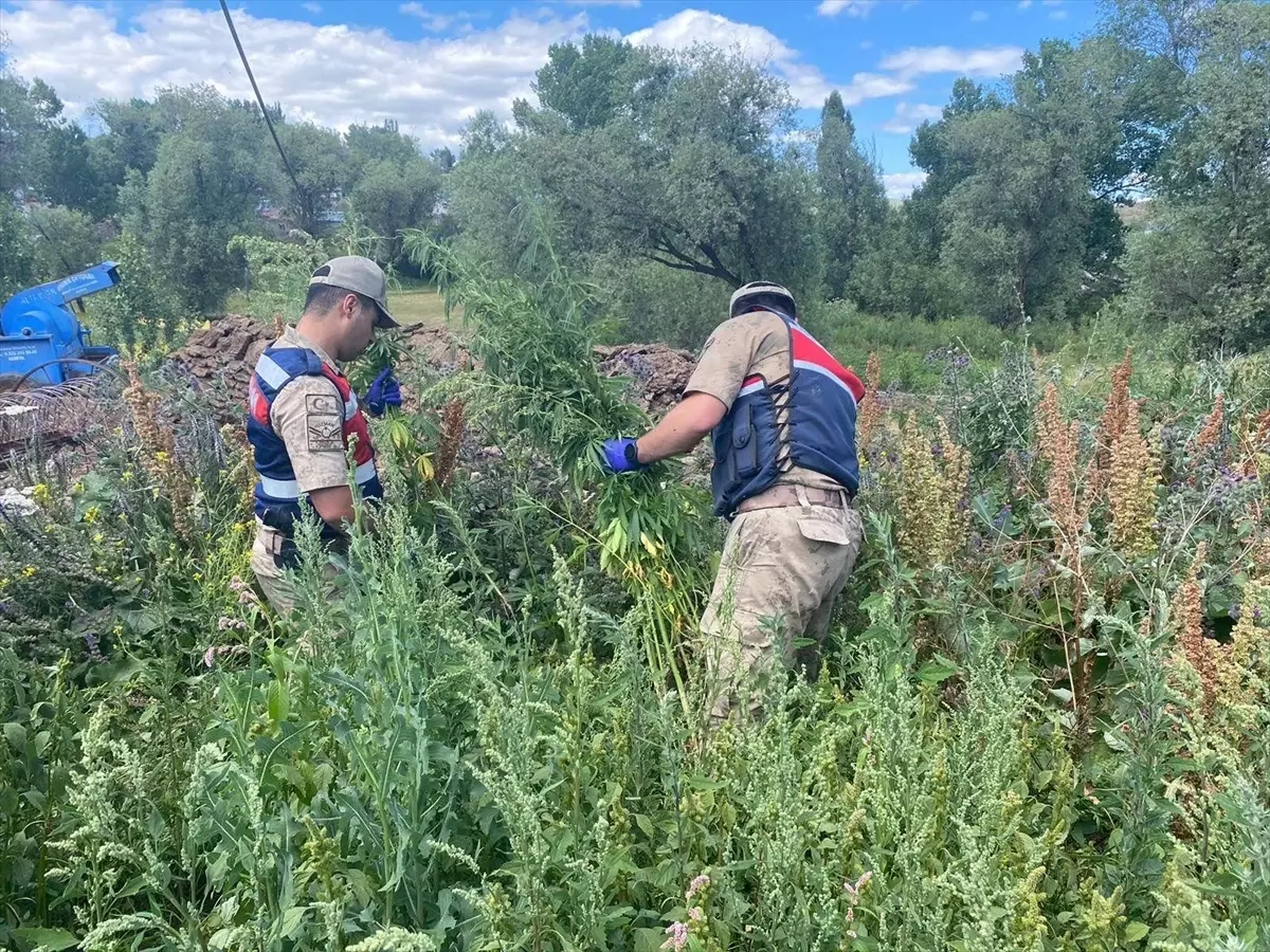Kars'ta Uyuşturucu Operasyonunda 12 Şüpheli Gözaltına Alındı