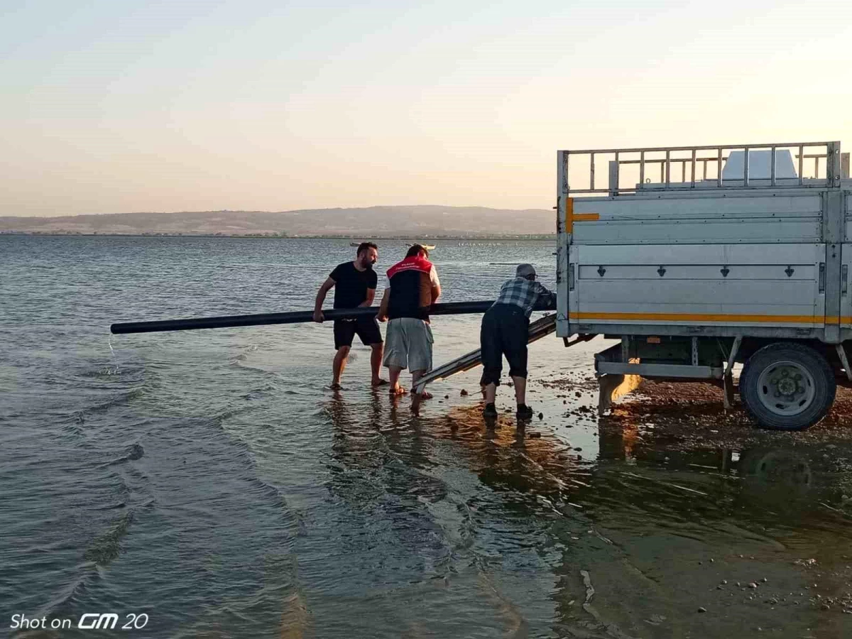 Manyas Gölüne Sazan Balığı Yavruları Salındı