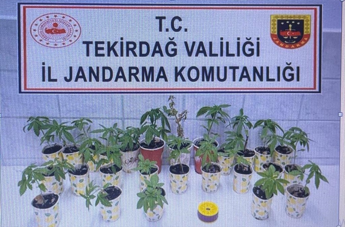 Çorlu\'da Kamu Arazisine Hint Keneviri Eken Şüpheli Gözaltına Alındı