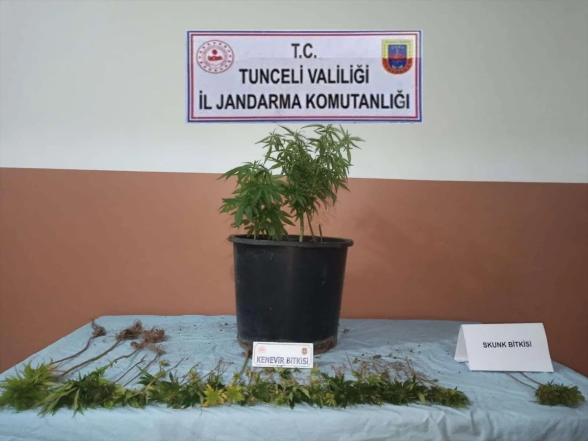 Tunceli\'de Uyuşturucu Yetiştiren Şüpheli Gözaltına Alındı