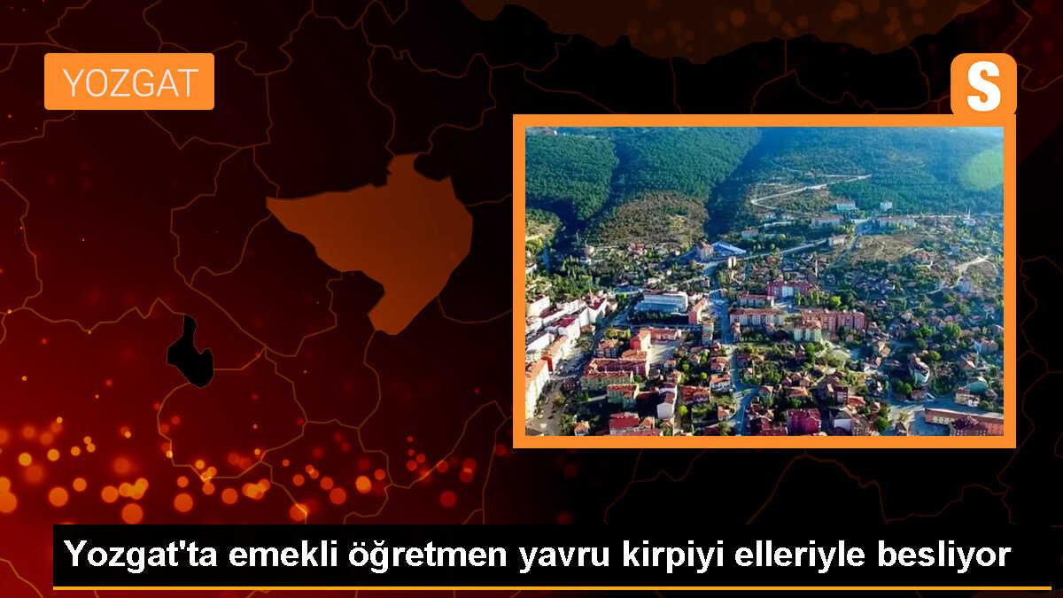 Emekli öğretmen yavru kirpiyi besliyor