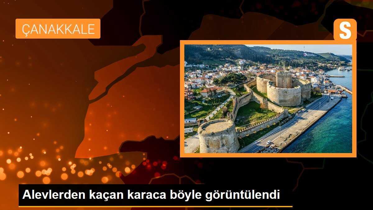 Yangın en çok onları etkiledi... Alevlerden kaçan karaca böyle görüntülendi