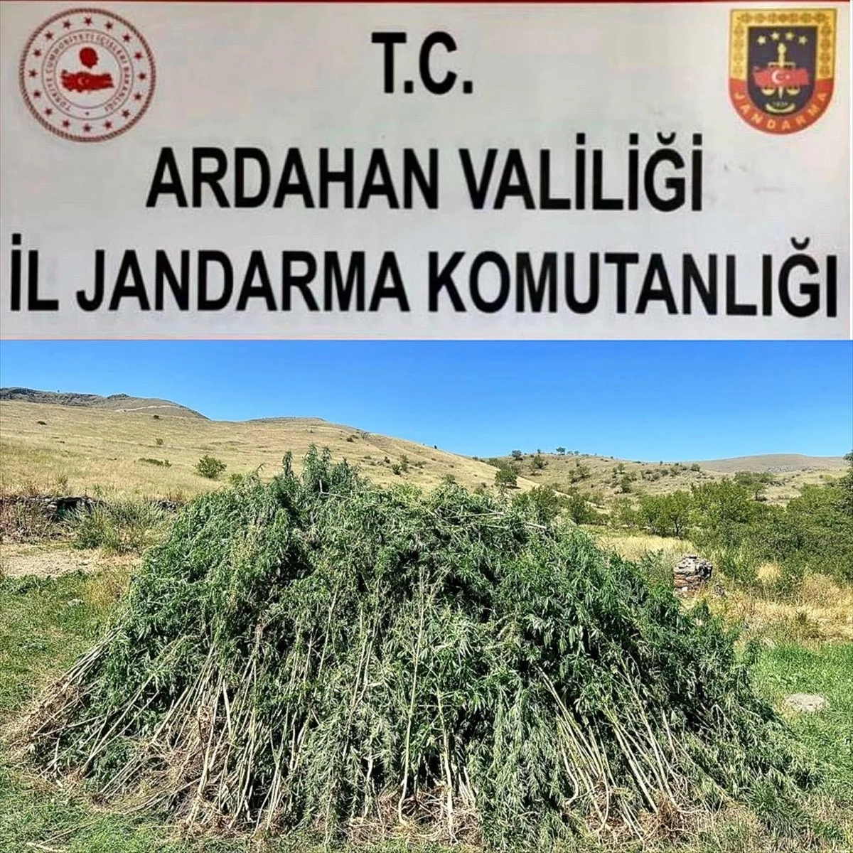 Ardahan\'da Kendiliğinden Yetişen 131 Bin 596 Kök Hint Keneviri İmha Edildi