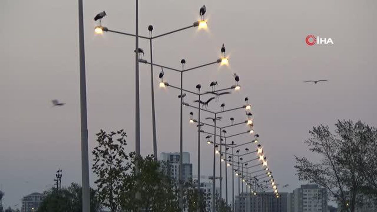 Binlerce kilometreden geldiler, aydınlatma direklerini süslediler