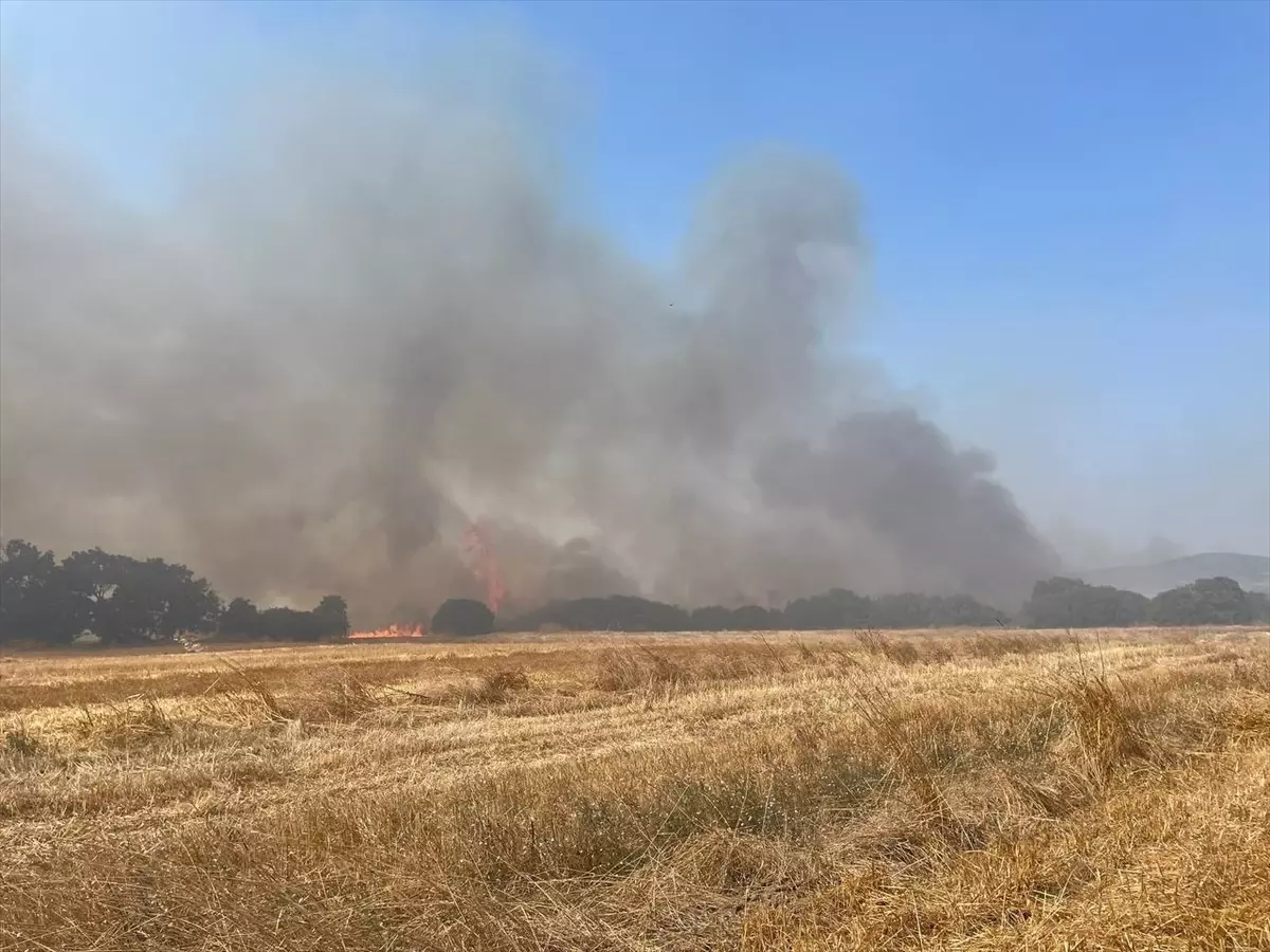 Çanakkale\'nin Biga ilçesinde ağaçlık alanda çıkan yangına müdahale ediliyor