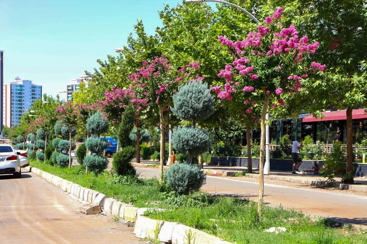 Diyarbakır Büyükşehir Belediyesi 2 bin 400 oya ağacı dikti