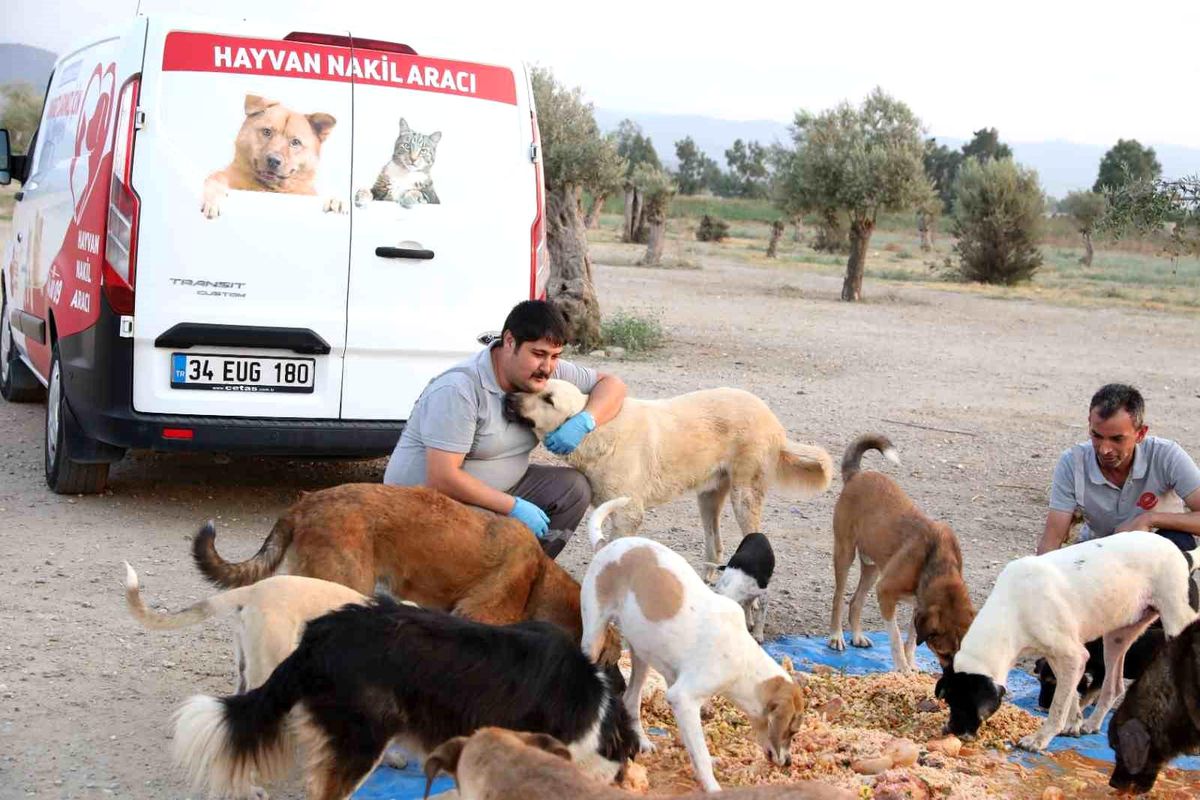 Efeler Belediyesi, Sokak Hayvanlarını Besliyor ve Yemek İsrafını Önlemeye Devam Ediyor