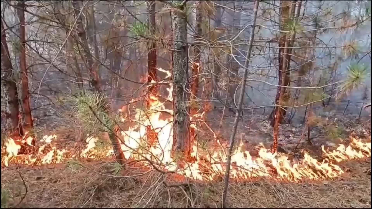 Eskişehir Seyitgazi\'de 300 hektarlık alanda yangın çıktı