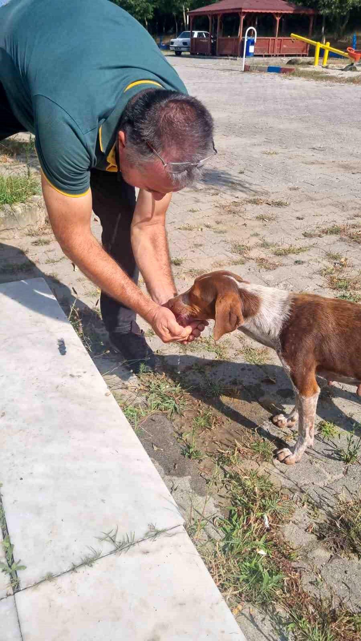 Sinop\'ta Sıcaktan Bunalan Sokak Köpeğine Su İçiren Vatandaşın Davranışı