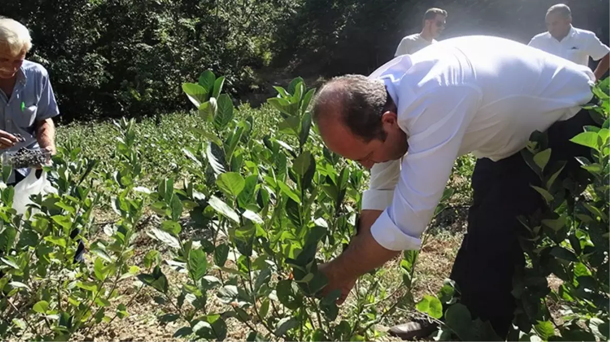 Kanser hücrelerini azaltan süper meyve "aranyo" hasadı başladı! Kilosu 250 lira 