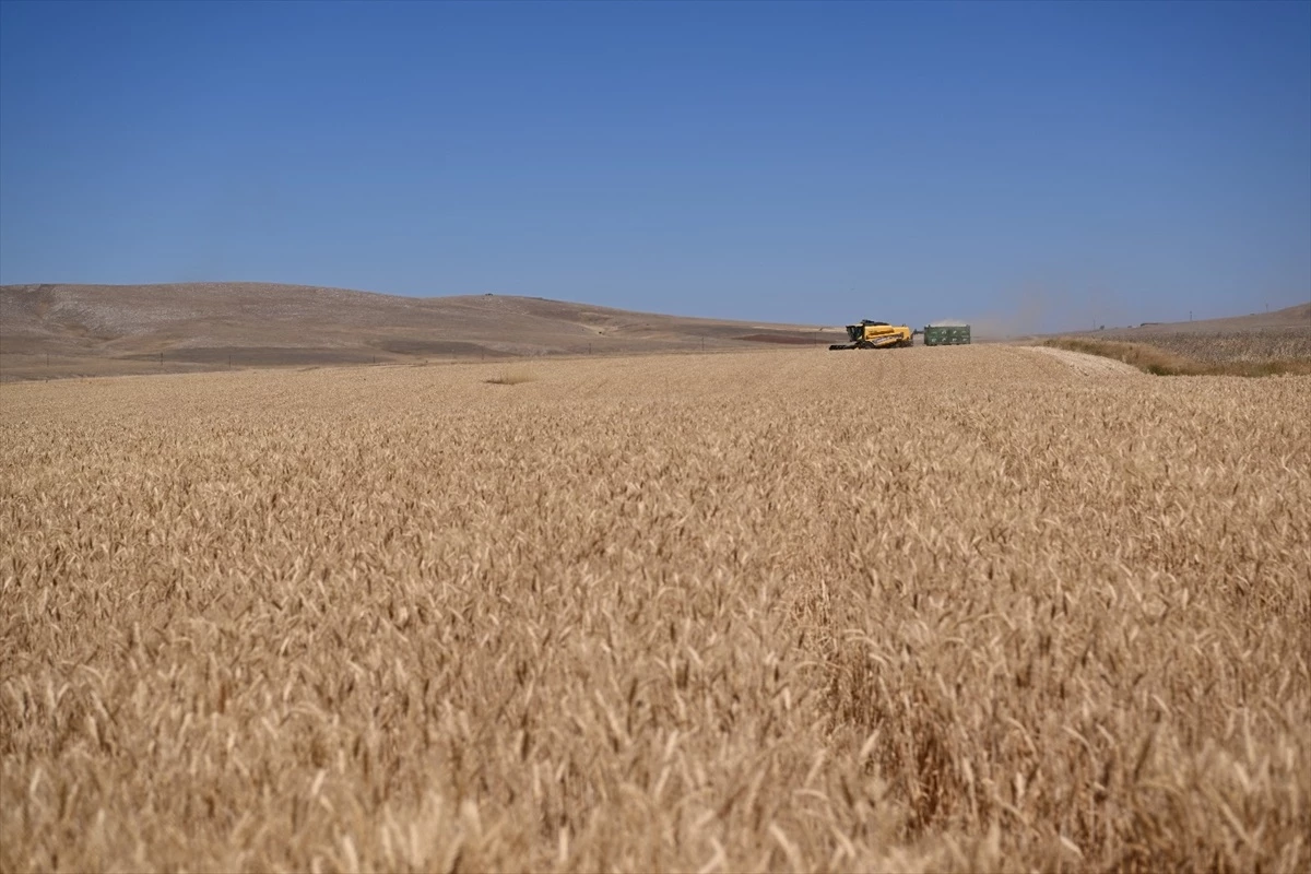 Tarım Arazilerinin Kullanımının Etkinleştirilmesi Projesi kapsamında yazlık buğday hasadı yapıldı