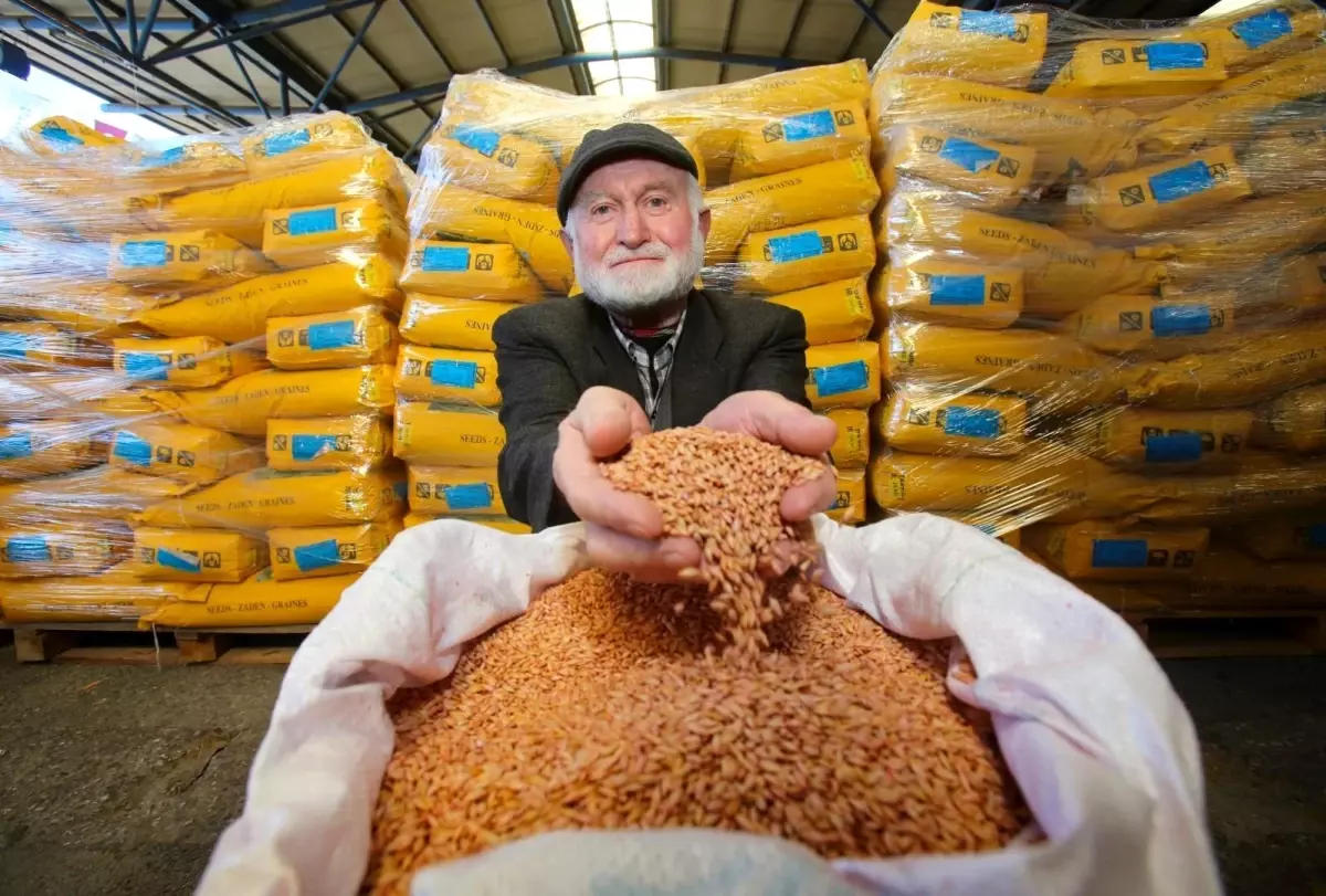 Kocaeli Büyükşehir Belediyesi Çiftçilere Yem Bitkisi Tohumu Desteği Sağlayacak