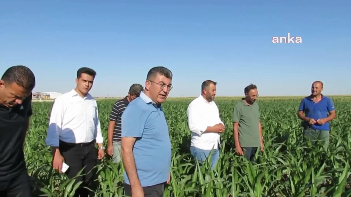 Çiftçiler, TMO\'nun açıkladığı mısır alım fiyatına tepki gösterdi