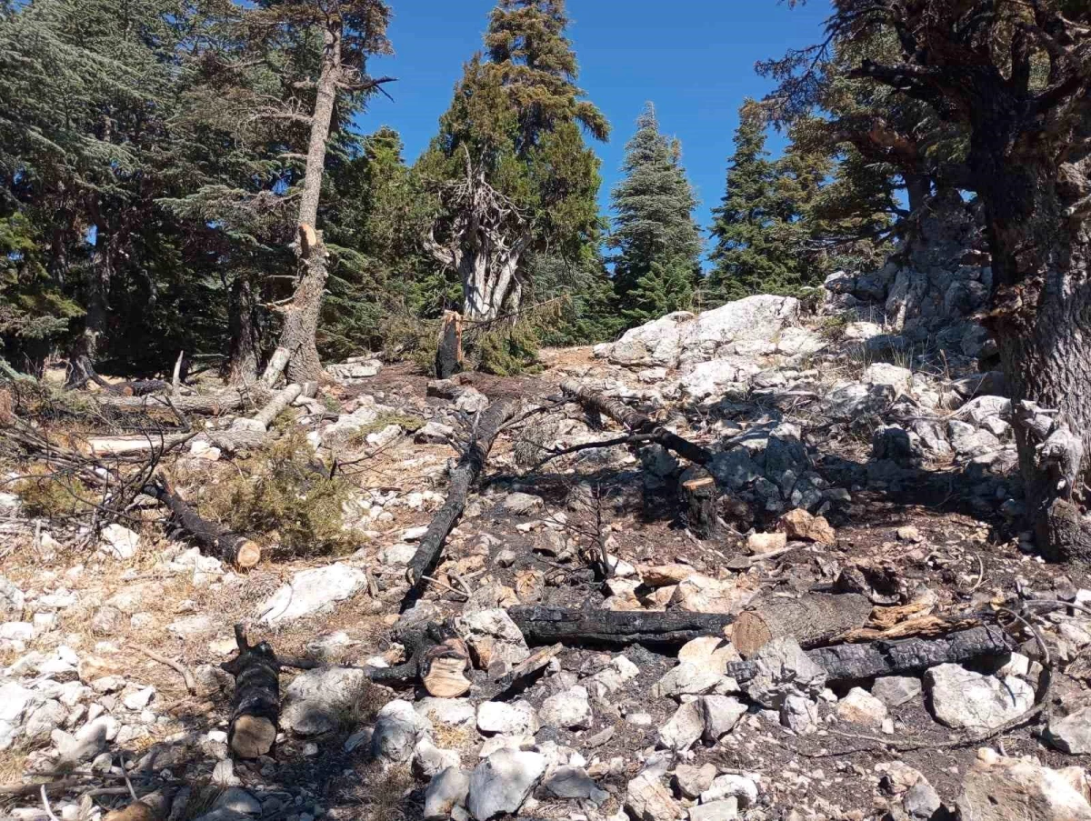 Adana\'nın Saimbeyli ilçesinde çıkan orman yangını kontrol altına alındı