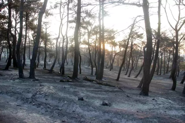 Çanakkale'deki orman yangınında acı tablo