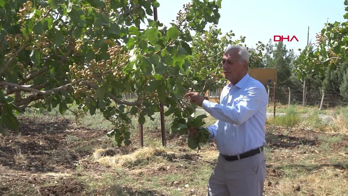 Siirt Fıstığı Üreticileri Kalitesiz Fıstıkla Mücadele Ediyor