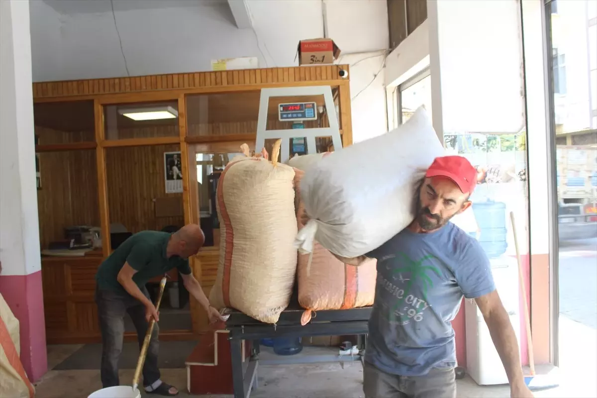 Terme\'de yeni sezonun ilk fındıkları pazara indi