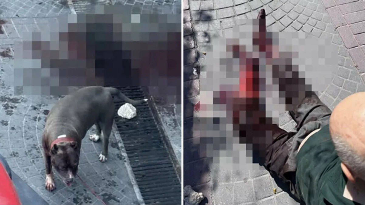 Bakırköy\'de pitbull köpeği vatandaşlara saldırdı, yaşlı adam kanlar içerisinde kaldı
