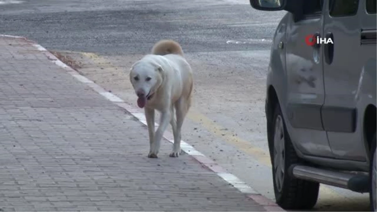 Dershaneye giderken köpeklerin saldırdığı çocuğu esnaflar kurtardı