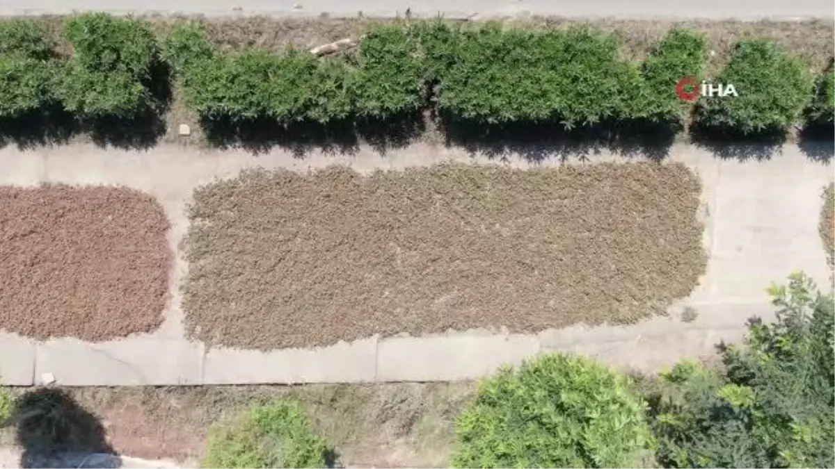 Fındık Üreticileri Yağmurdan Endişeli