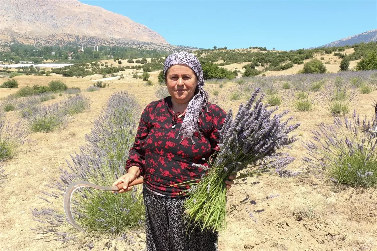 Antalya Büyükşehir Belediyesi, Kaş\'ta Lavanta Hasadı Yapıyor