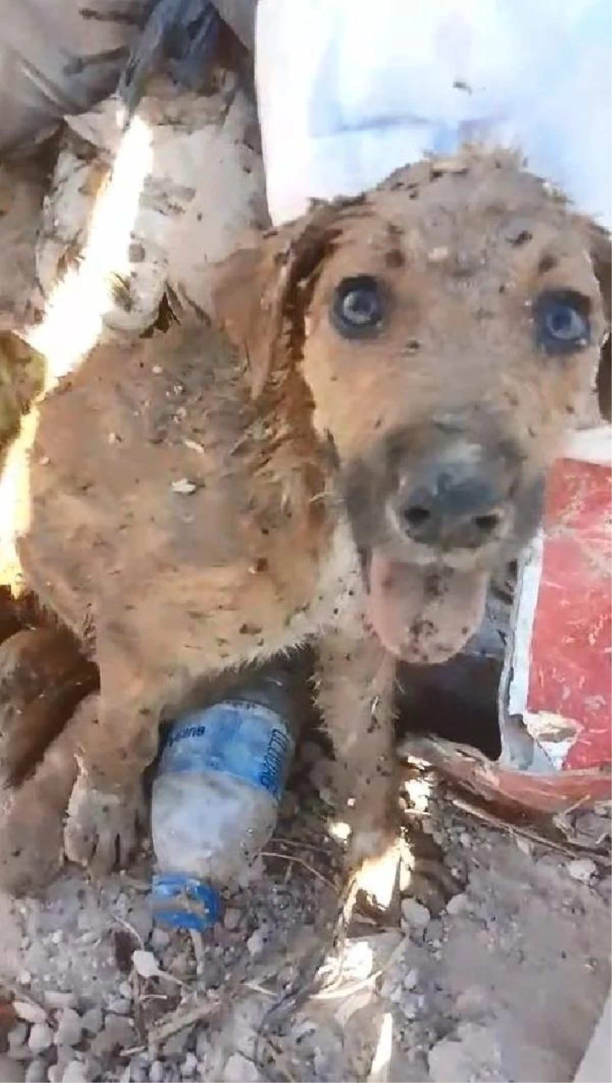 Kent çöplüğünde mahsur kalan yavru köpek kurtarıldı